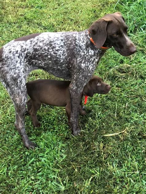 German shorthaired pointer rescue southeast. Things To Know About German shorthaired pointer rescue southeast. 